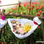 Các bệnh phổ biến trên cún