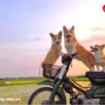 Những lưu ý cần biết khi nuôi cún